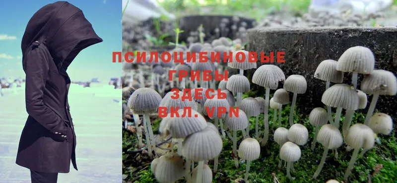 Псилоцибиновые грибы Magic Shrooms Никольское